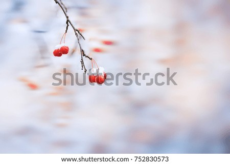 Snow on the wild red apples in winter forest. Blurred background