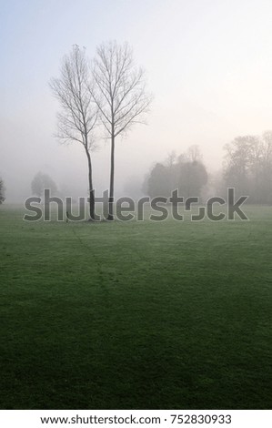 Autumn trees in the morning fog