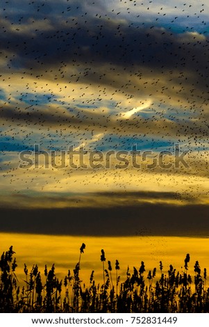 Sunset and birds. Natural Background
