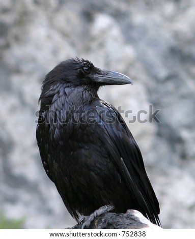 Raven Close-up Royalty-Free Stock Photo #752838