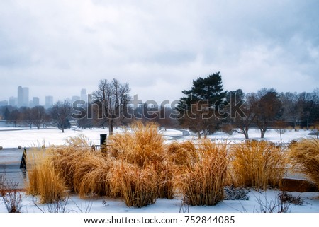 Cane bushes in the winter park in Denver, Colorado, USA