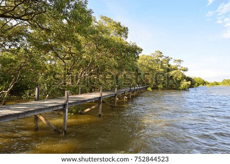  Boardwalk for sightseeing mangrove forest by the seaside in Rayong,Thailand
