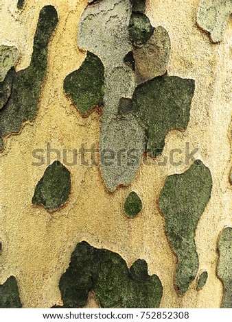 
Platanus trees. Scaly texture of the trunk
