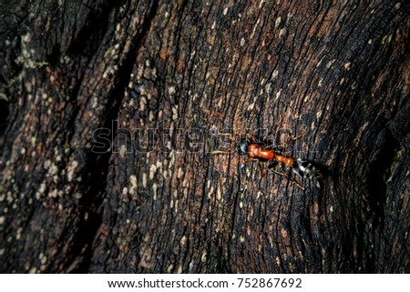Tetraponera rufonigra, Arboreal Bicolored Ant. 