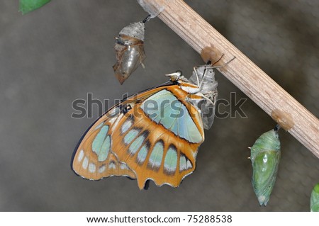 butterfly Royalty-Free Stock Photo #75288538