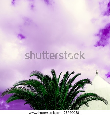 Palm trees and purple sky. Minimal art design. Tropical surreal