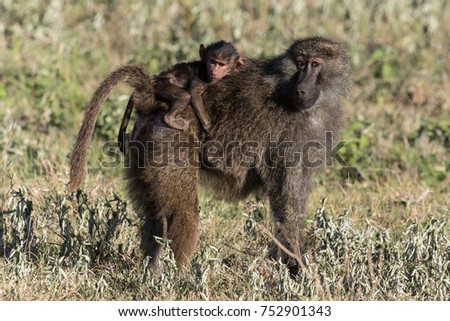 A female baboon and her baby carefully watch us as we enjoy spending time with a large troop of primates.