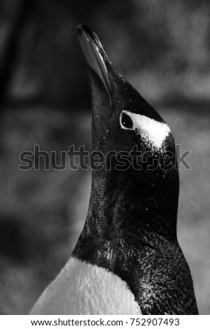 Gentoo Penguin Portrait 
