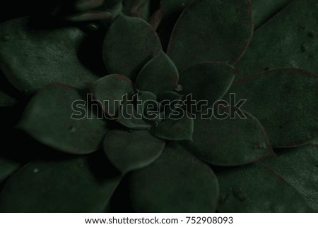 green macro lotus plant
