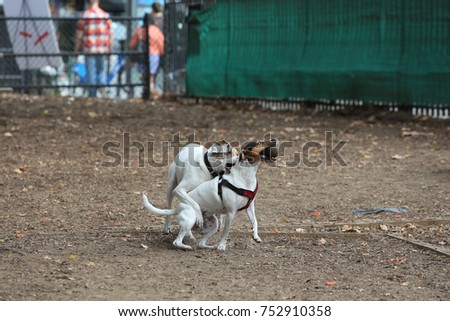 Dogs of varies breeds cavort & play at  dog run in urban park