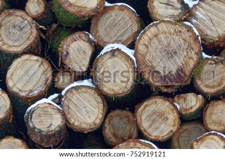 Profiles of a tree trunks in a winter. Siek, Germany