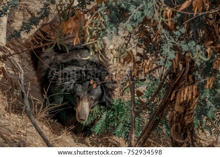 Sloth furry bear in nature. Copy space.
