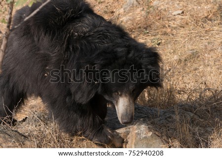 Close up of sloth bear on drought nature. Udaipur park reserve. Rajasthan. India.