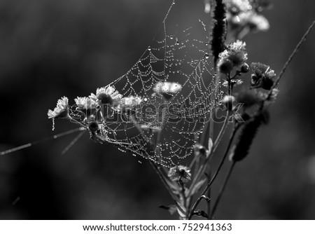 beautiful spider web on the flowers photographed in close-up