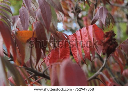 autumn, work of the photographer, nature weather, leaves of trees
