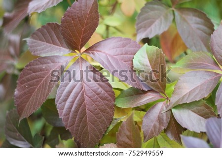 autumn, work of the photographer, nature; weather, leaves of trees