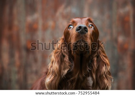 Irish Setter dog with brown background Royalty-Free Stock Photo #752955484