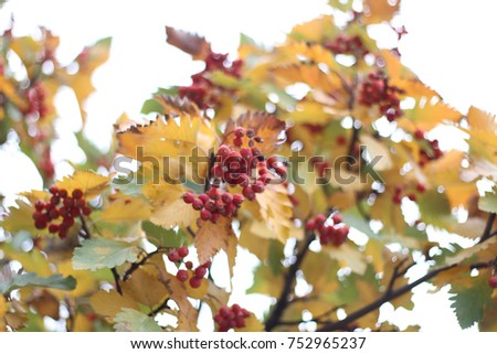 rowan berries in autumn