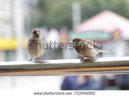 sparrow city bird