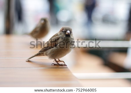 sparrow city bird