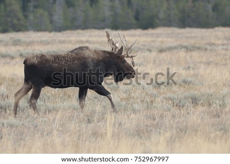 Moose in Wyoming