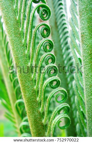 Green fern leaves background. Shallow depth of field with selective focus