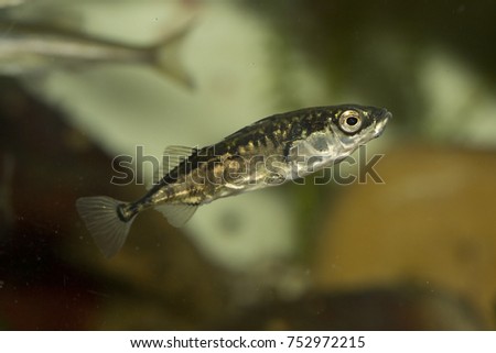 Three-spined stickleback (Gasterosteus aculeatus). Royalty-Free Stock Photo #752972215