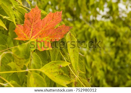 Bright autumn maple leaf on the leaves of a tree - autumn background