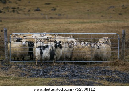 Picture of a group of Icelandic sheep peering through a farm gate on a pasture, with a different colour sheep on the opposite side of the gate