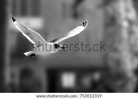 Dove taking flight in the middle of a city surrounded by buildings