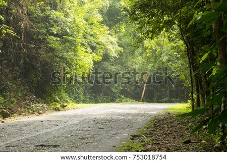 forest landscape with road and dew beautiful