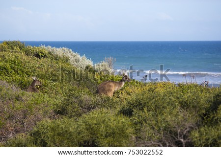 Kangaroos feeding in the bush  near pristine Binningup Beach Western Australia on a sunny afternoon in late winter highlight the peaceful Indian Ocean lapping the sandy shores.