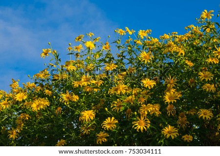 Beautiful Sunflowers sky background