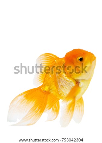 Gold Fish Swimming in blow on isolated background