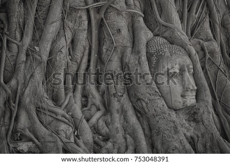 Buddha head overgrown by fig tree in Wat Mahathat that located in Ayutthaya historical park, the famous ancient temple in Thailand