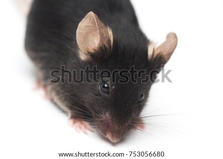 Small laboratory black mouse on white background, close-up