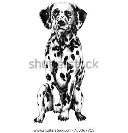 Dalmatians sketch vector graphics monochrome black-and-white drawing