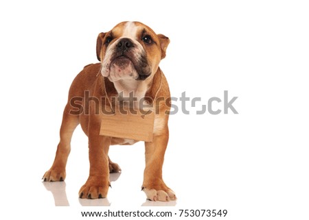 small english bulldog standing with card tied on neck , on white background