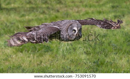 A great grey gray owl in flight flying low over grass field in search of prey