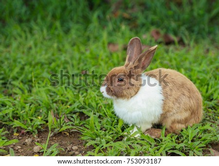 The rabbit is outstanding in green field and thinking sometimes in the winter. The rabbit need to sleep and be relax in forest