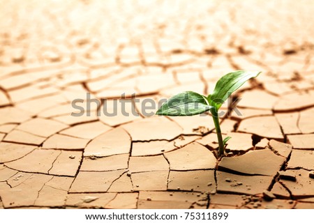 Plant in dried cracked mud Royalty-Free Stock Photo #75311899