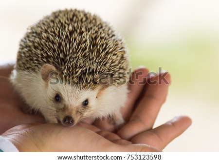 Pygmy Hedgehog on the palms of human hand.