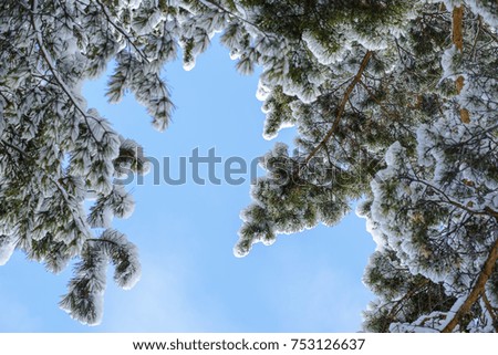 the trees in powder snow on a blue sky background