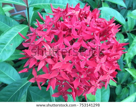 Red Ixora on nature background