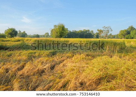 a front selective focus picture of rice field in the beautiful sunset 