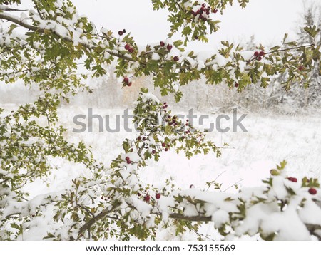 Red winter berries with green leaves covered in snow