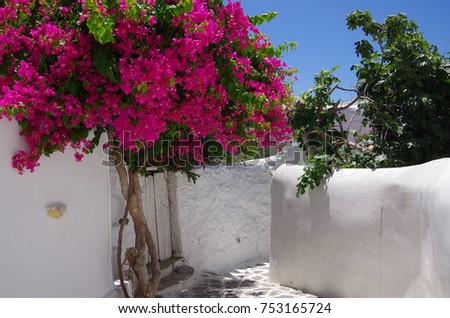 Flowers bougainvillea in Santorini, Greece