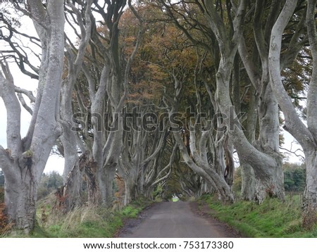 The Dark Hedges - beautiful avenue with beech trees in the north of Ireland near Belfast, Ireland Royalty-Free Stock Photo #753173380