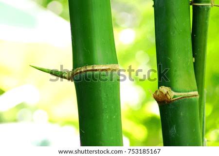 Selective focus and close up picture of green bamboo trees with thorns in the plant countryside of asia, Abstract soft focus natural background