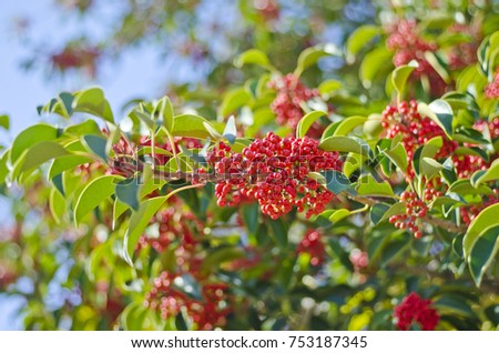 Autumn background with leaves and berries.